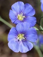 Blue Flax