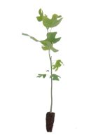 Tulip Tree - 1 Year Old