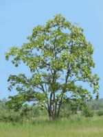 Yellow Locust