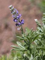 Silky Lupine