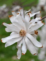 Star Magnolia