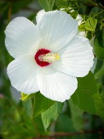 Swamp Rose Hibiscus