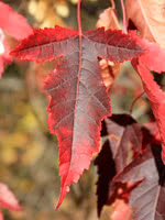 Ginnala Maple