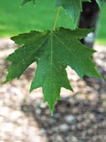 Armstrong Red Maple