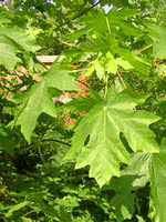 Big Leaf Maple