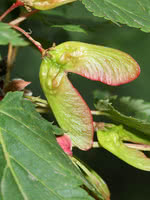 Rocky Mountain Maple