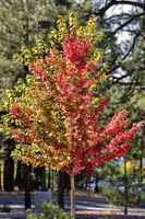 Autumn Blaze Maple