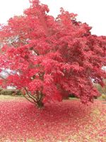 Japanese Maple