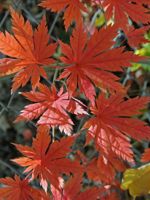 Korean Maple