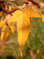 Cut-leaved Maple