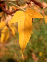 California Boxelder