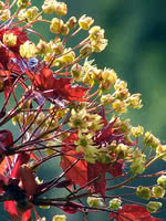 Prairie Splendor Norway Maple