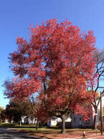 Red Sunset Maple