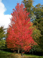 Swamp Maple