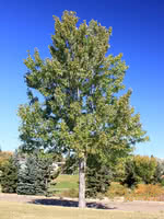 Silverleaf Maple