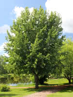 Sugar Maple (Hard Maple)