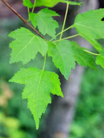 Tatarian Maple