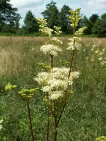 Bride Wort