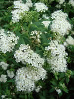 Narrowleaf Meadowsweet