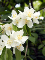 Mock Orange