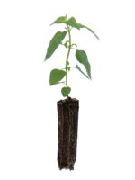Wild Bergamot - 1 Year Old