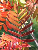 American Mountain Ash