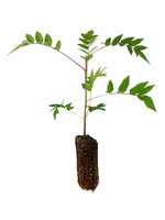 American Mountain Ash - 1 Year Old