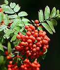 European Mountain Ash