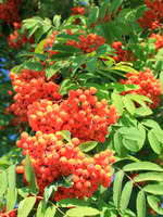 Showy Mountain Ash