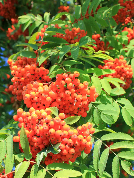 Showy Mountain Ash for Sale - TreeTime.ca