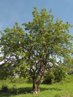 Russian White Mulberry