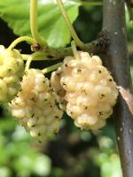 Russian White Mulberry