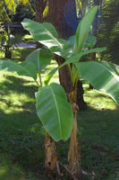 Japanese Fibre Banana