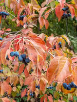 Sweet Viburnum