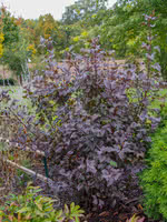 Purple Ninebark