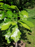 Bur Oak