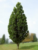 Upright English Oak