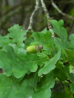 Cypress Oak