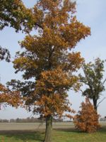 Upland Pin Oak