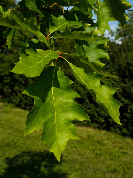 Northern Red Oak for Sale - TreeTime.ca