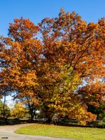 Northern Red Oak