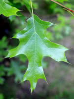 Northern Red Oak - 2 Year Old