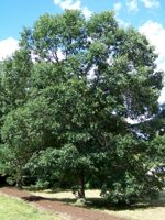 Swamp White Oak