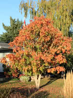 American Buckeye