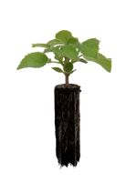 Empress Tree - 1 Year Old