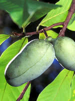 Custard Apple Tree