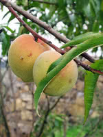 Contender Peach Trees for Sale at Arbor Day's Online Tree Nursery - Arbor  Day Foundation