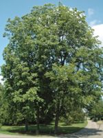 Illinois Nut Tree