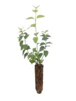 Lewis Mock Orange - 1 Year Old