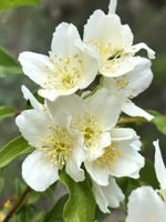 Lewis Mock Orange